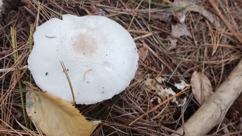 Frederick Weston Memorial Park - Middleborough, MA