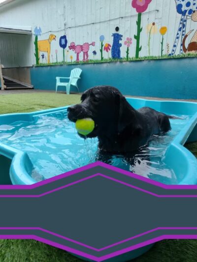 K9 Camp & Resort - Middleborough, MA