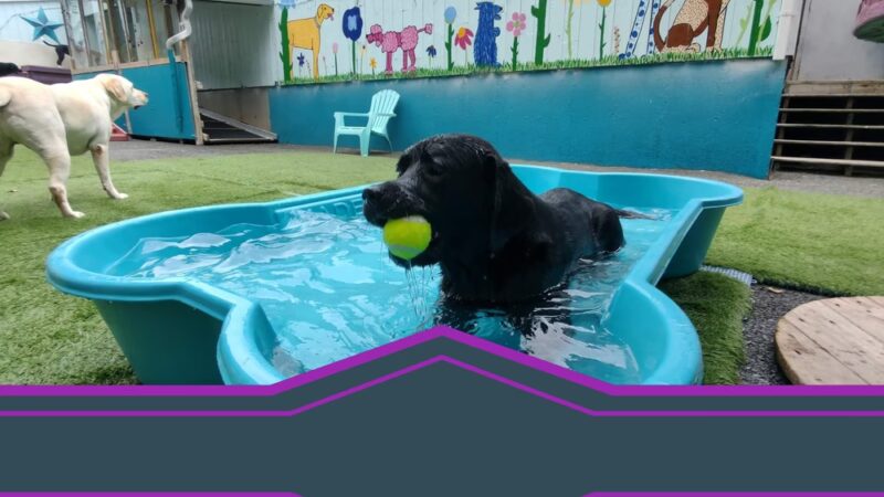 K9 Camp & Resort - Middleborough, MA