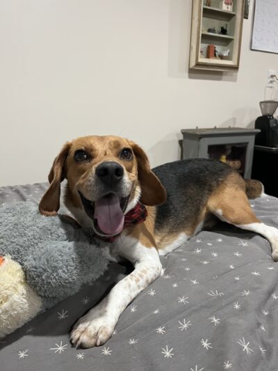 K9 Camp & Resort - Middleborough, MA