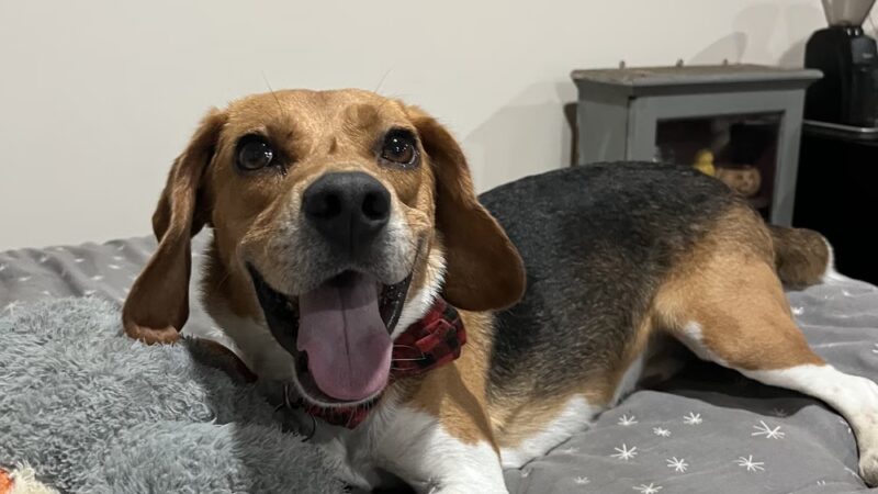 K9 Camp & Resort - Middleborough, MA