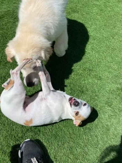 K9 Camp & Resort - Middleborough, MA