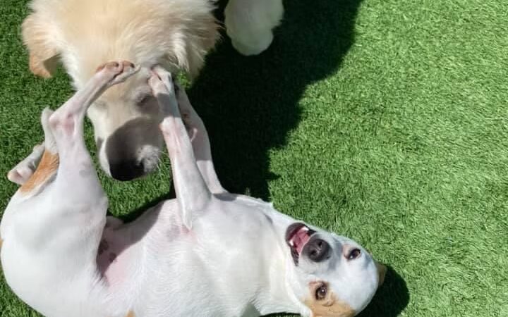 K9 Camp & Resort - Middleborough, MA