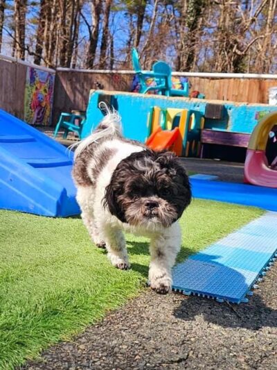 K9 Camp & Resort - Middleborough, MA