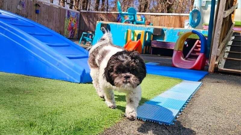 K9 Camp & Resort - Middleborough, MA