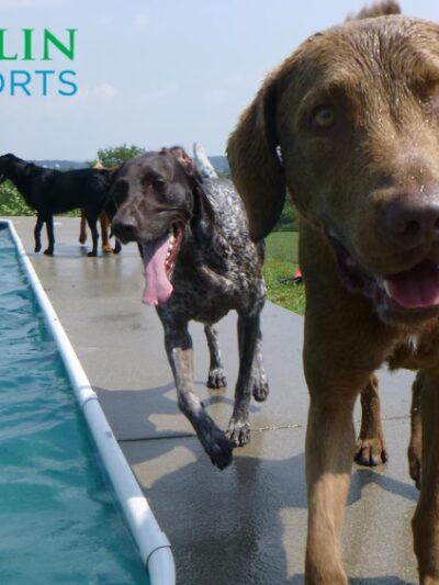 Greenlin Pet Resorts - Middletown, PA