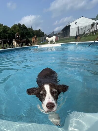 Greenlin Pet Resorts - Middletown, PA