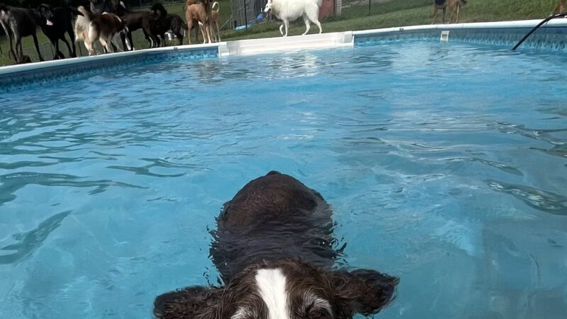 Greenlin Pet Resorts - Middletown, PA