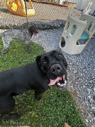 Greenlin Pet Resorts - Middletown, PA