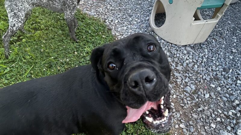 Greenlin Pet Resorts - Middletown, PA