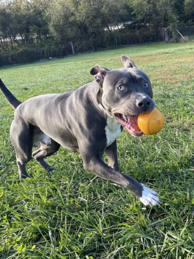 Greenlin Pet Resorts - Middletown, PA