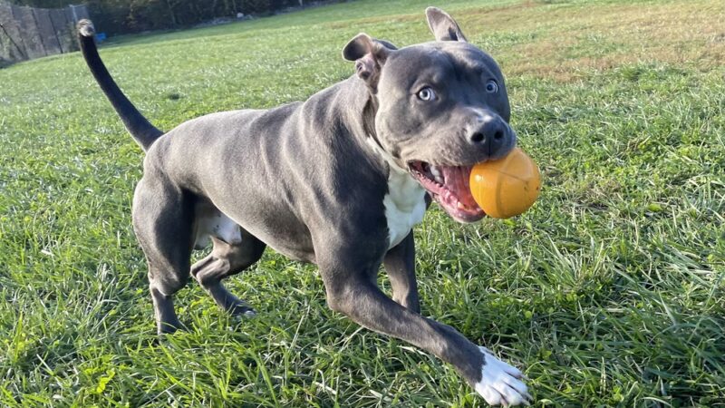 Greenlin Pet Resorts - Middletown, PA