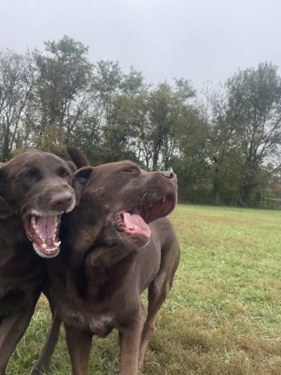 Greenlin Pet Resorts - Middletown, PA