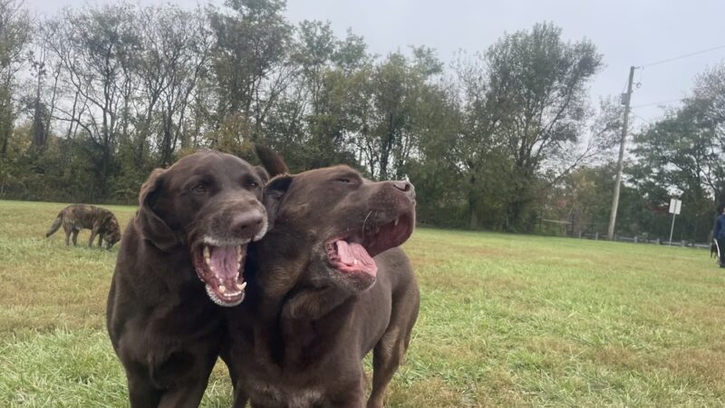 Greenlin Pet Resorts - Middletown, PA