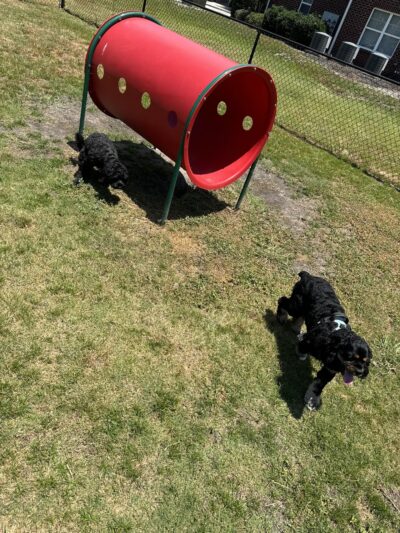 Liberty Pointe Dog Park - Midway Park, NC