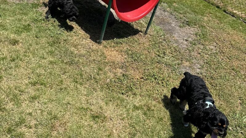 Liberty Pointe Dog Park - Midway Park, NC