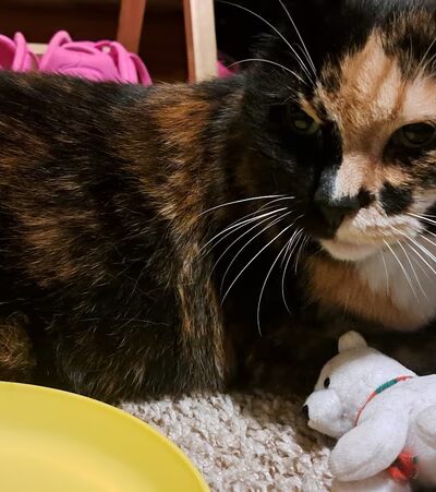 Animal Care Sanctuary - Milan, PA