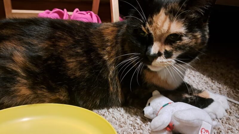 Animal Care Sanctuary - Milan, PA