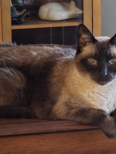 Animal Care Sanctuary - Milan, PA