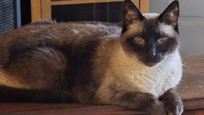 Animal Care Sanctuary - Milan, PA