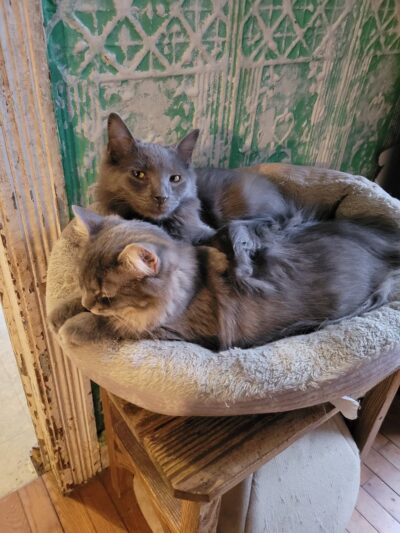 Animal Care Sanctuary - Milan, PA