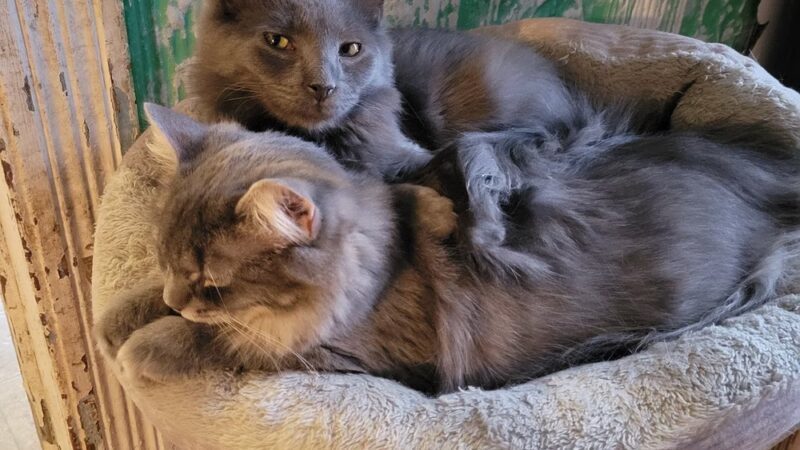 Animal Care Sanctuary - Milan, PA