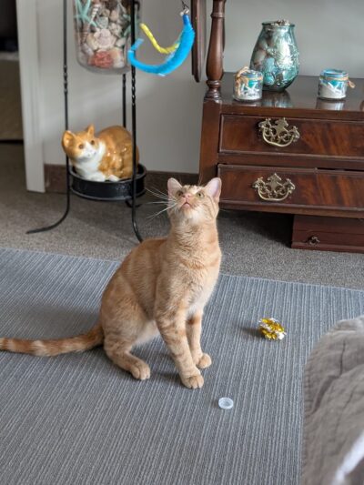 Animal Care Sanctuary - Milan, PA