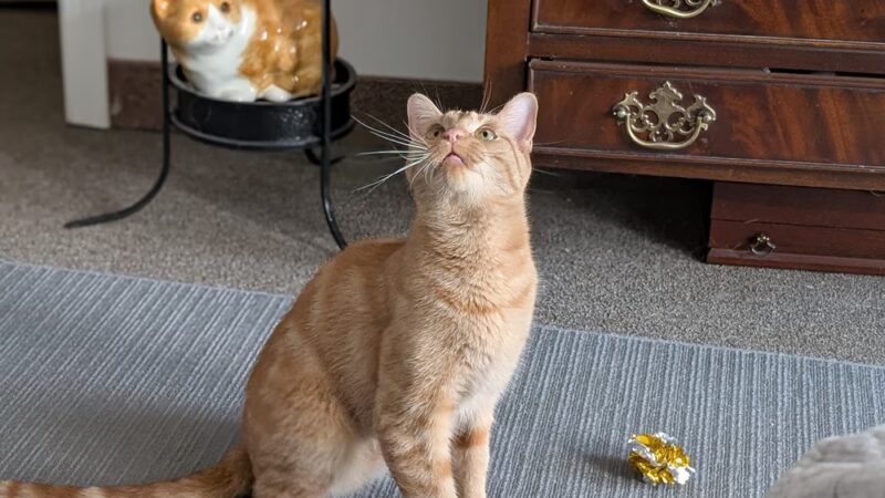 Animal Care Sanctuary - Milan, PA