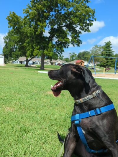 Milford City Park - Milford, KS