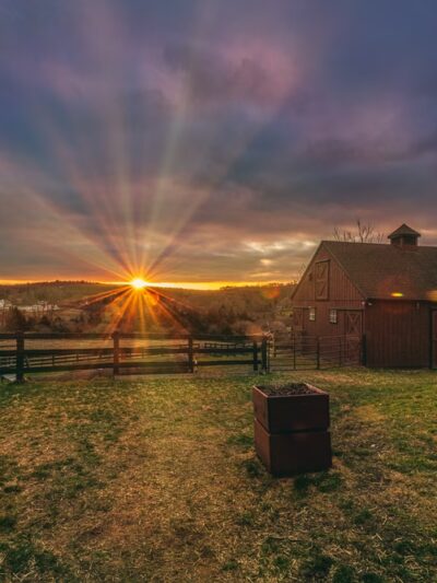 Dog Meadow - Millbrook, NY
