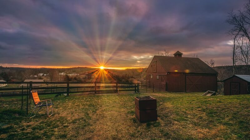 Dog Meadow - Millbrook, NY