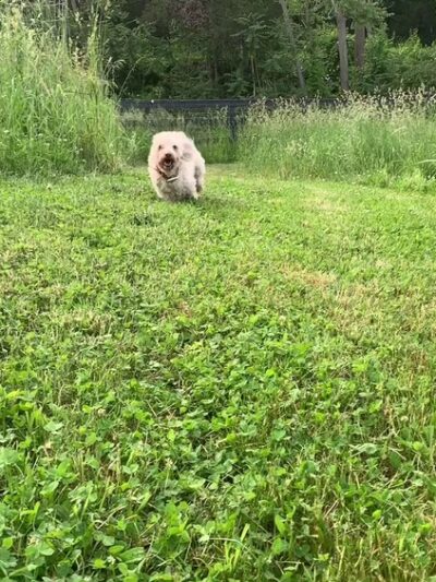 Dog Meadow - Millbrook, NY