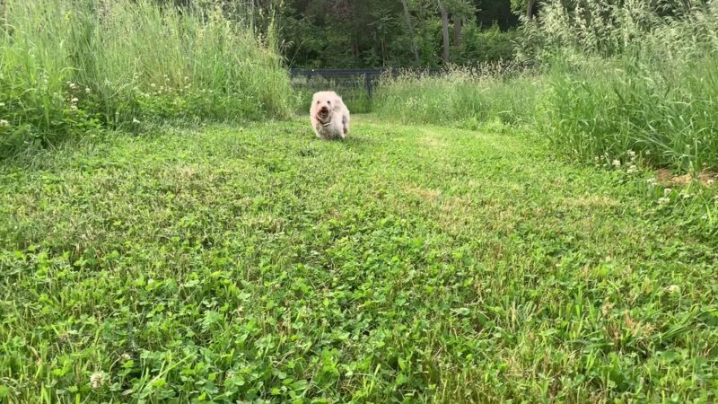 Dog Meadow - Millbrook, NY