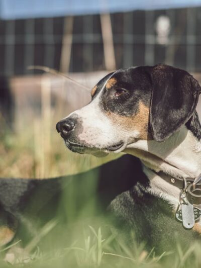 Dog Meadow - Millbrook, NY