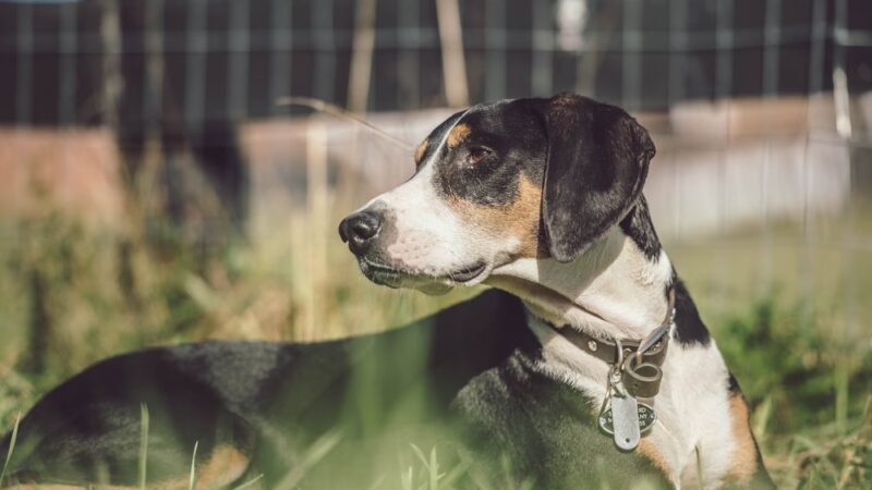 Dog Meadow - Millbrook, NY