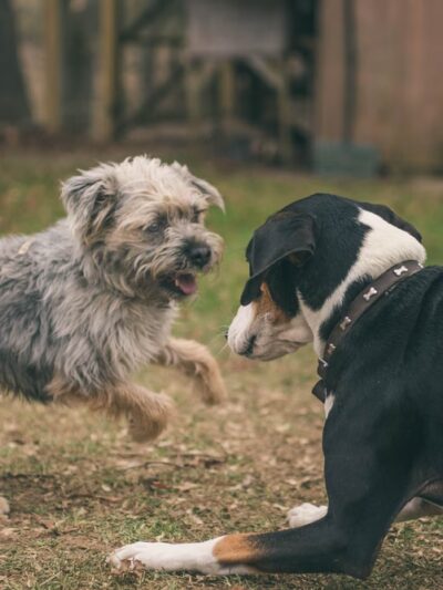 Dog Meadow - Millbrook, NY
