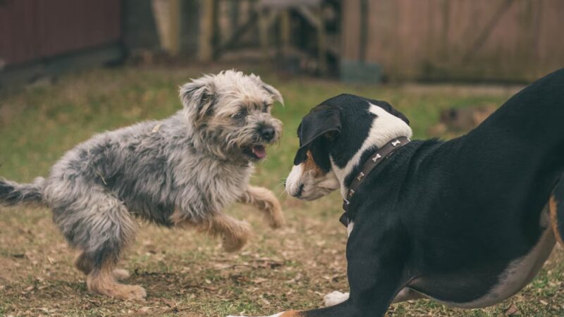Dog Meadow - Millbrook, NY