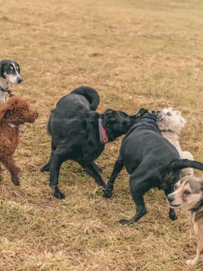 Dog Meadow - Millbrook, NY