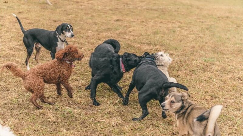 Dog Meadow - Millbrook, NY