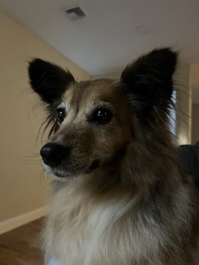 Dog Barn - Millis, MA