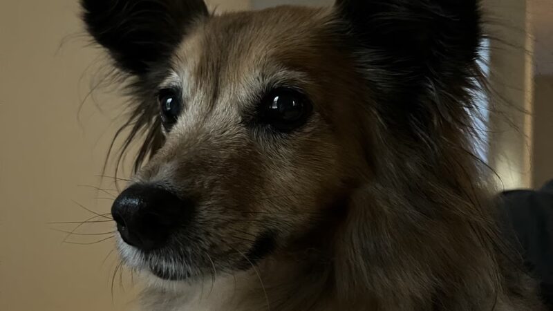 Dog Barn - Millis, MA