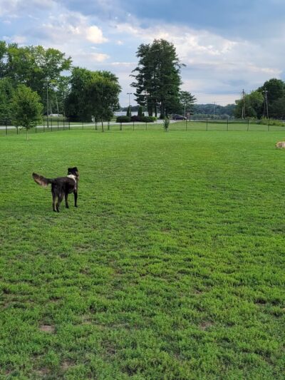 Mills River Dog Park - Mills River, NC