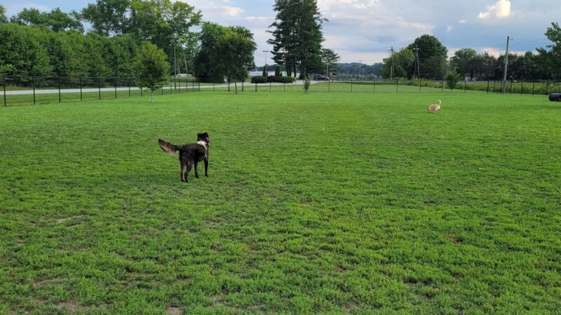 Mills River Dog Park - Mills River, NC