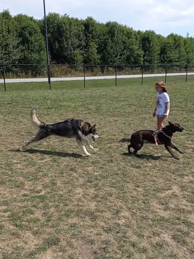 Mills River Dog Park - Mills River, NC