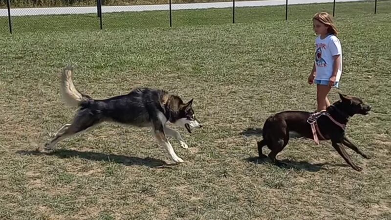 Mills River Dog Park - Mills River, NC