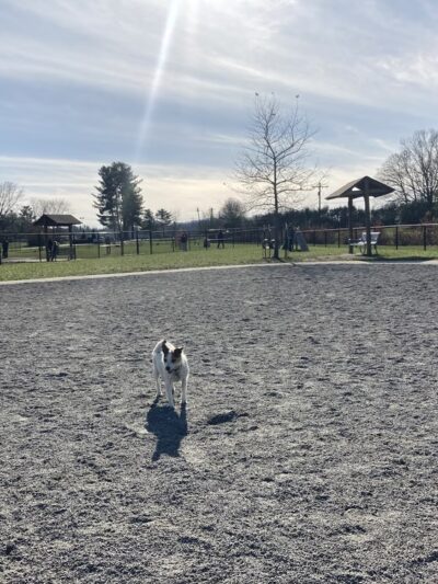 Mills River Dog Park - Mills River, NC