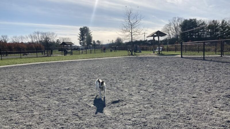 Mills River Dog Park - Mills River, NC