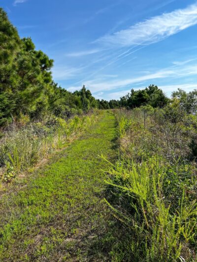 Marian R. Okie Memorial Wildlife Preserve - Millsboro, DE