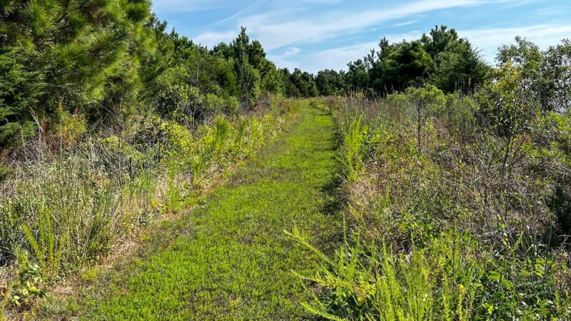Marian R. Okie Memorial Wildlife Preserve - Millsboro, DE