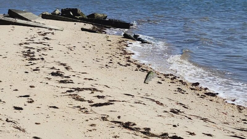 Marian R. Okie Memorial Wildlife Preserve - Millsboro, DE